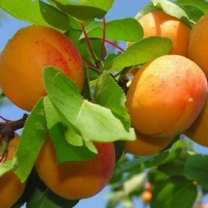 Саженец абрикоса Монастырский (средний)