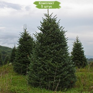 Саженцы Ели Сибирской 100-150 см -  комплект 5 шт.