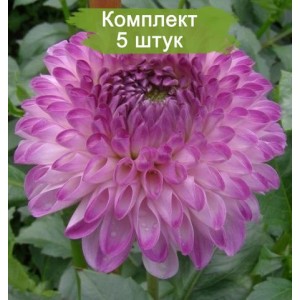 Клубни георгина шаровидного Аннушка -  комплект 5 шт.