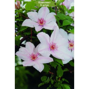 Саженцы клематиса Иоанн Павел II / Джон Пол 2 (John Paul II) -  комплект 5 шт.