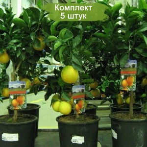 Комплект 5шт
 / Лимон Новогрузинский