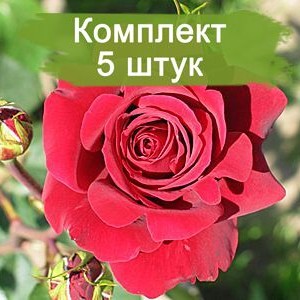 Саженцы чайно-гибридной розы Бранденбург (Brandenburg) -  комплект 5 шт.