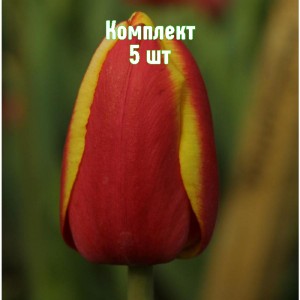 Луковицы Тюльпана Доу Джонс  -  комплект 5 шт.