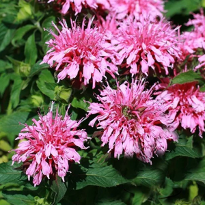 Cаженец монарды двойчатой Балми Пинк  (Balmy Pink) 