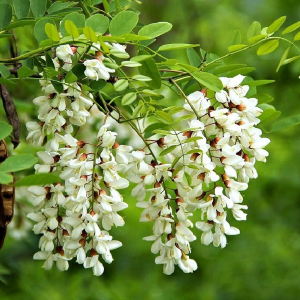 Саженец акации Белой