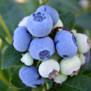 Саженец Голубики Спартан (Spartan)