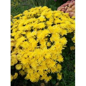 Саженец хризантемы мультифлора - Бранкроун №11 (Brancrown №11) желтая