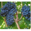 Виноград Бордо